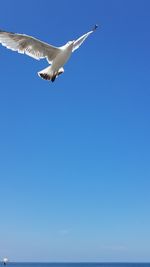 Low angle view of seagull flying in sky