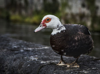 Close-up of bird perching on water