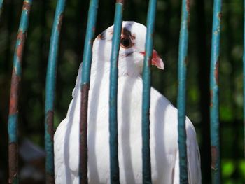 Close-up of bird in cage