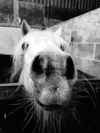 Close-up of horse in stable