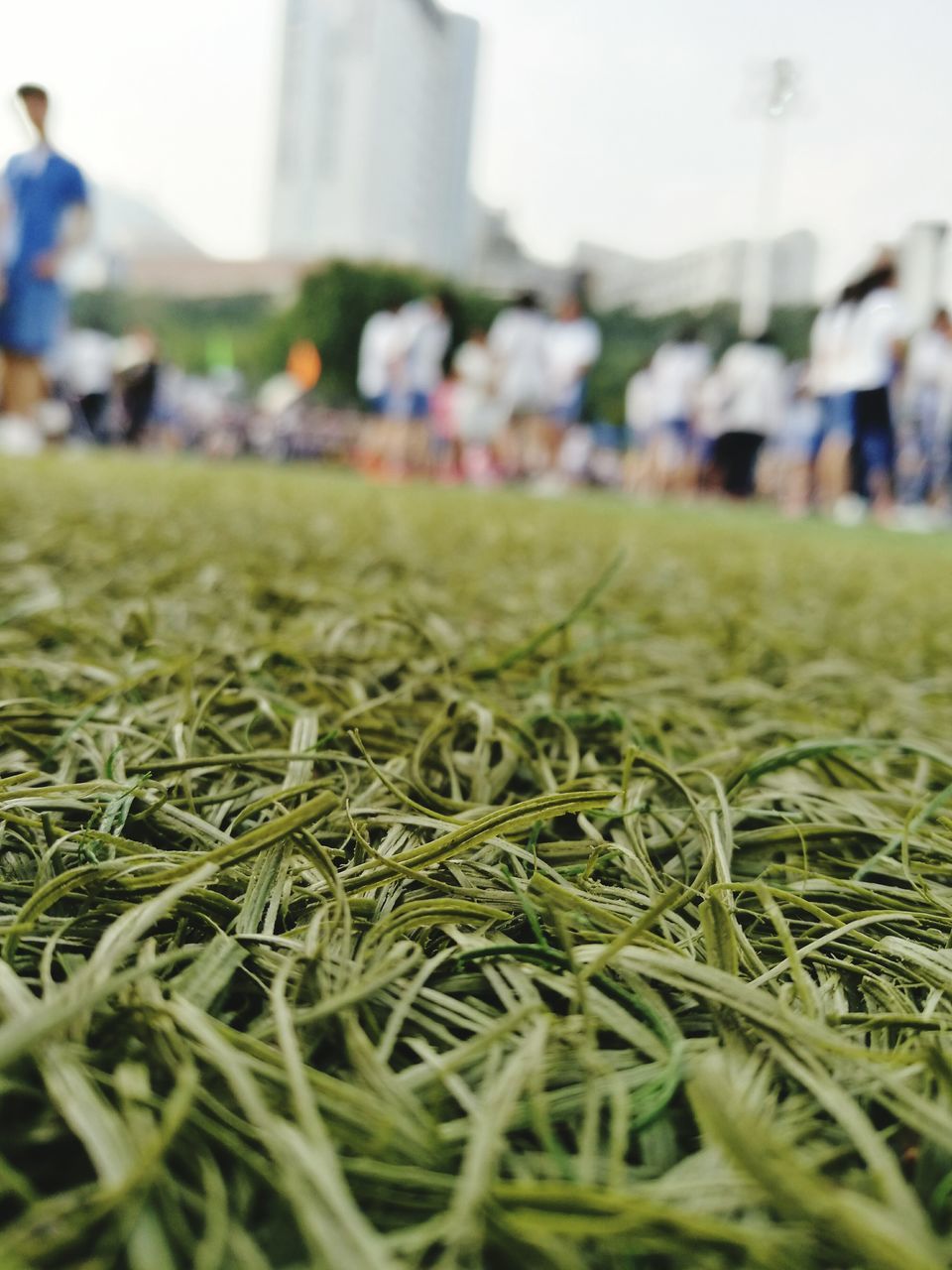 focus on foreground, day, close-up, outdoors, growth, grass, nature, no people