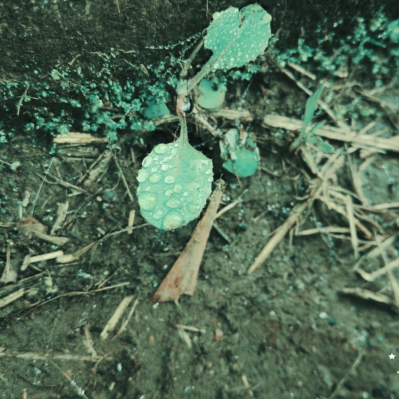 leaf, close-up, high angle view, nature, growth, day, blue, wood - material, wet, plant, outdoors, no people, fragility, dry, field, fallen, water, freshness, messy, tranquility