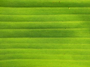 Full frame shot of green leaf
