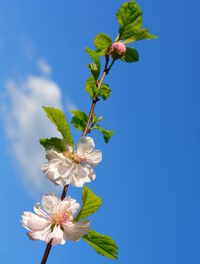 Low angle view of flower tree against sky