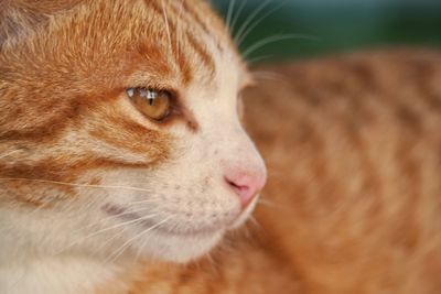 Close-up of a cat looking away