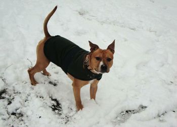 Portrait of dog in snow