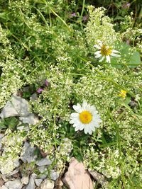 Close-up of white daisy flowers