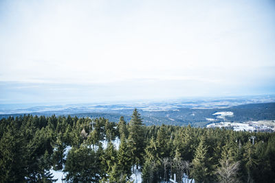 Scenic view of forest against sky