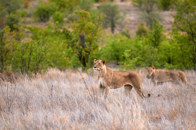 A lioness standing in the grass