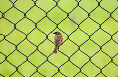 Bird perching on chainlink fence