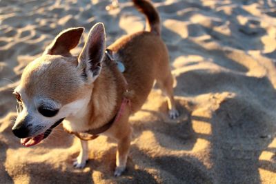 High angle view of dog on sand