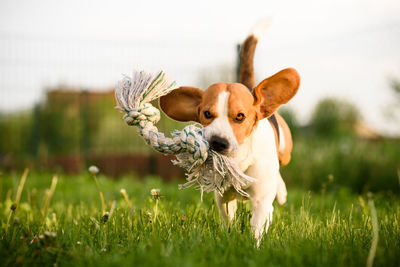 Dog running in a field