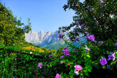 Pink flowering plants and trees against sky