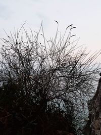 Low angle view of bare tree against sky