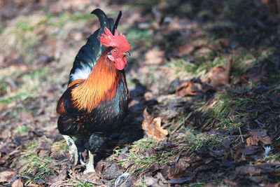 Rooster on field