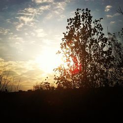 Silhouette of trees at sunset