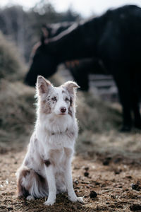 Red merel border collie herding on the ranch