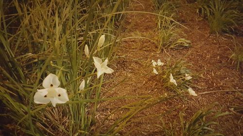 Plant growing on field