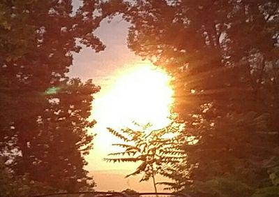 Sun shining through trees