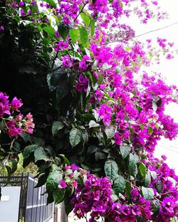 Purple flowers blooming outdoors