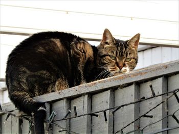 Portrait of cat relaxing outdoors