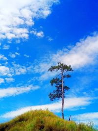 Low angle view of tree against blue sky