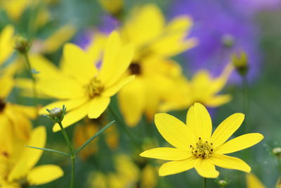 Close-up of yellow flowering plant