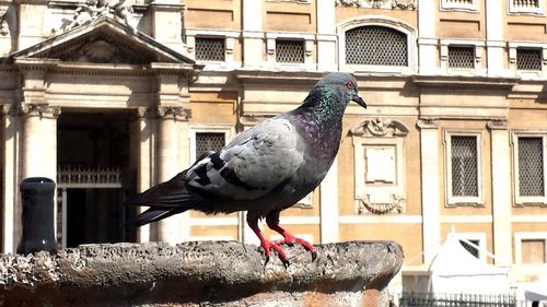 Close-up of seagull perching on building