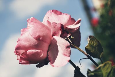 Close-up of pink rose