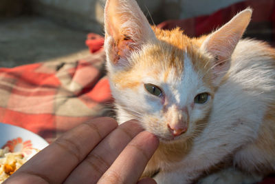 Close-up of hand holding kitten at home