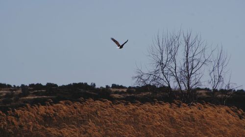 Bird flying over landscape against clear sky