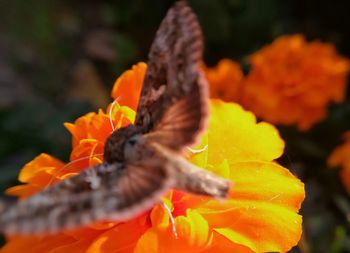 Close-up of orange flower blooming outdoors