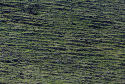 Full frame shot of grass