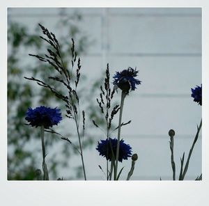 Close-up of flowers blooming outdoors