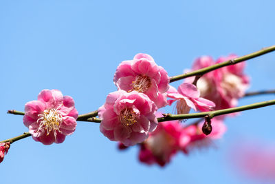 Low angle view of pink cherry blossoms against sky