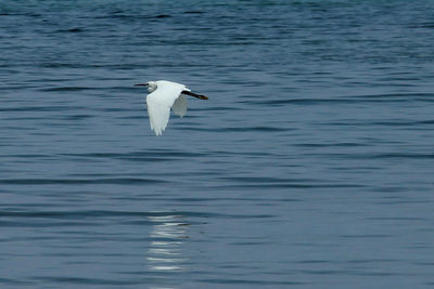 Birds in water