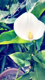 Close-up of flower blooming outdoors