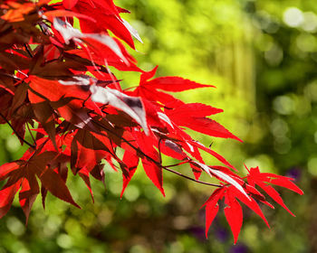 Close-up of leaves on tree