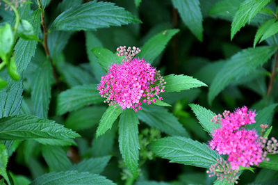 Close-up of spiraea japonica flower