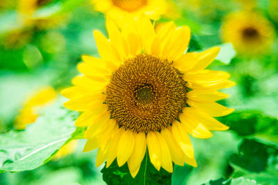 Close-up of sunflower on field