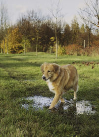 Red dog walking in wet grass, dogs running on field