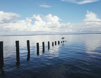 Grey heron perching on wooden post in mobile bay against sky