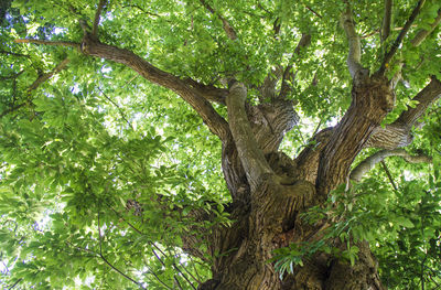 Low angle view of tree in forest