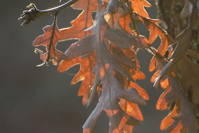 Close-up of orange maple leaves on tree