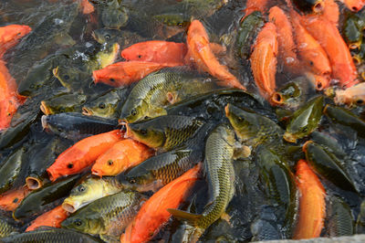 High angle view of koi carps swimming in pond