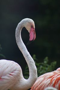 Graceful flamingo