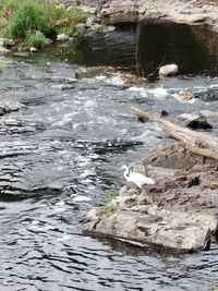 Birds swimming in lake