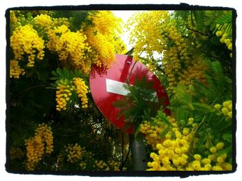 Yellow flowers growing on tree