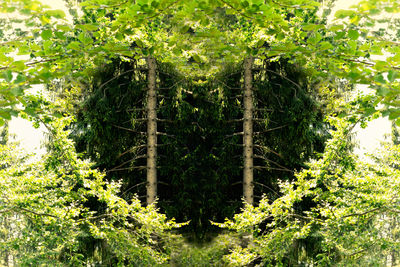 Close-up of ivy growing on tree