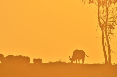 Silhouette of horses on field against sky during sunset